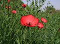 Scarlet flax